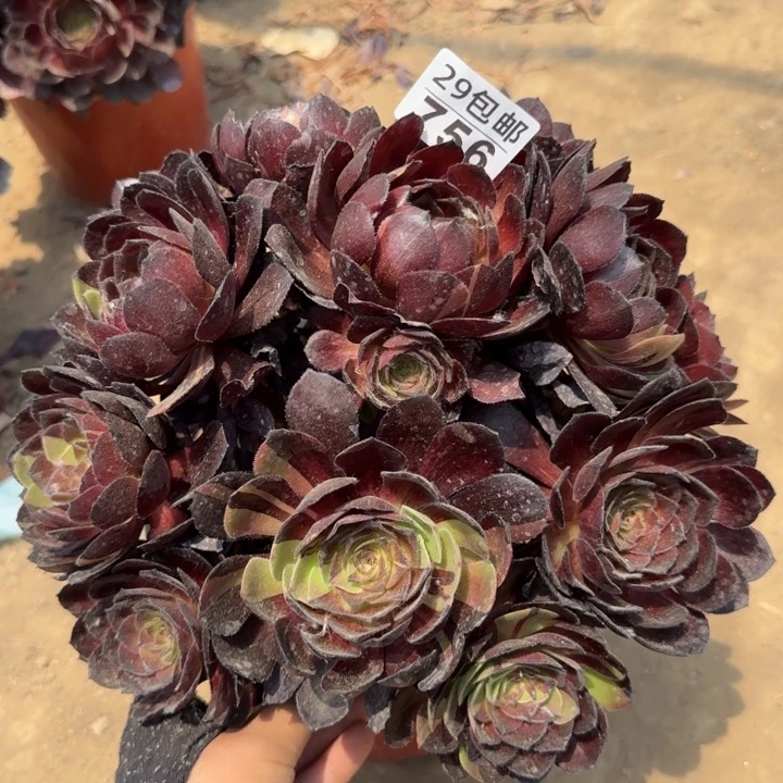 黑寡妇……多肉植物……