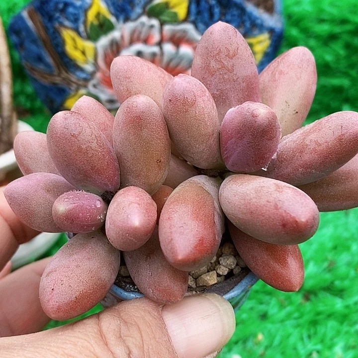 糖果美人带盆土多肉