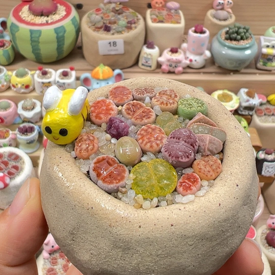 多肉植物22号彩色