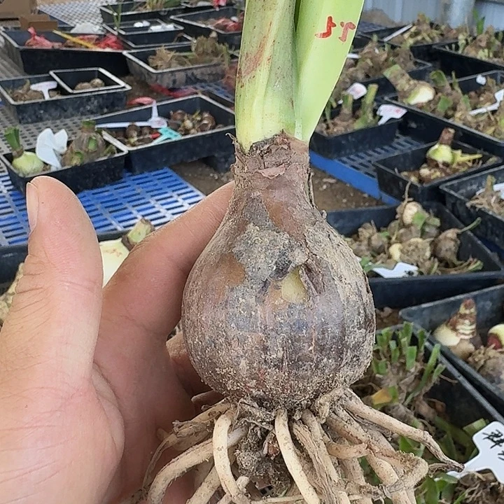 之河朱顶红一棵5.5