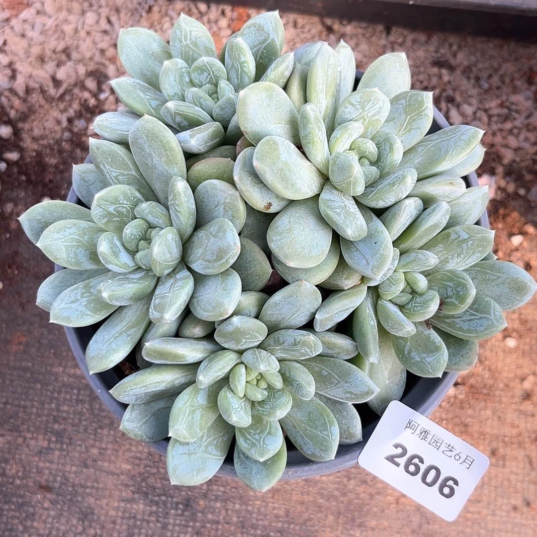 阿雅园艺。    2606百达翡翠