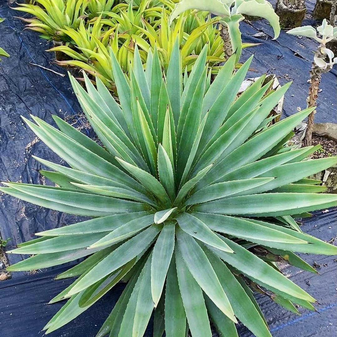 M****居银边龙舌兰原始种一颗1111