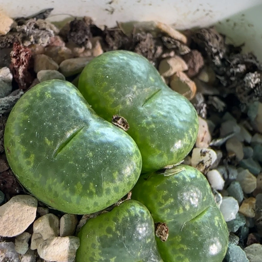 【闪购商品】16433紫花净窗流苏玉