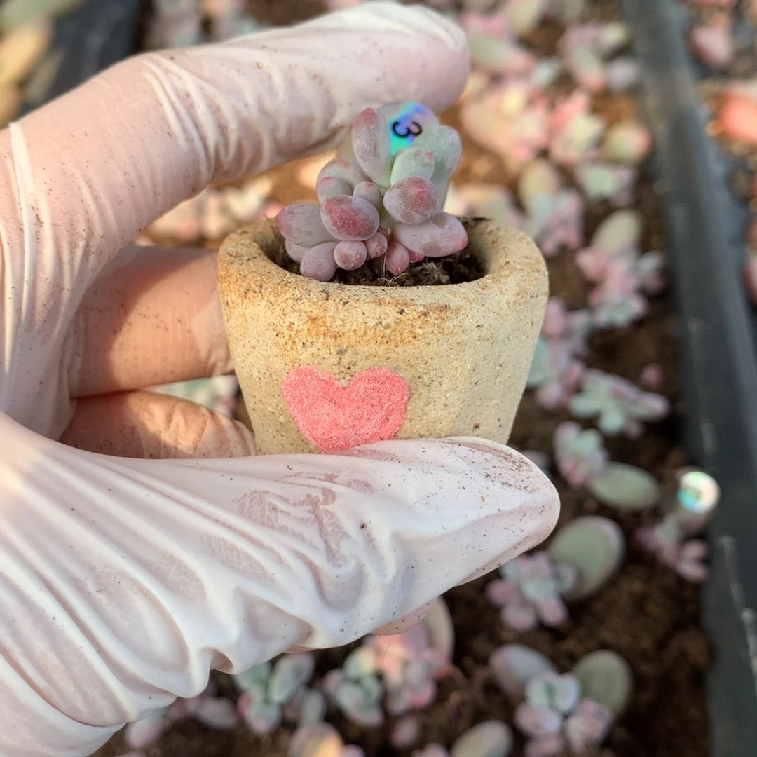 花盆彩虹三头哈哈哈哈哈3