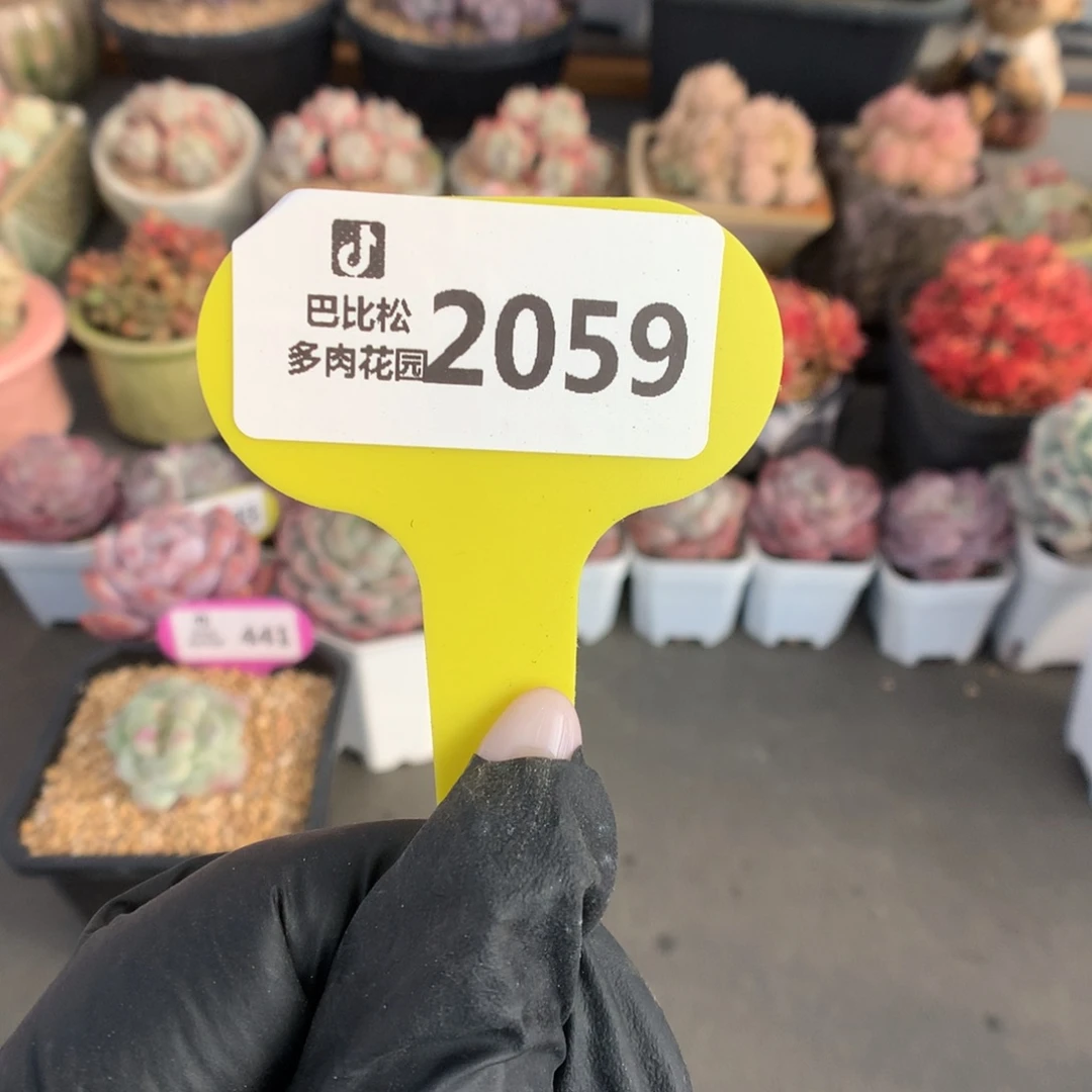 2059 异色头盲盒拍