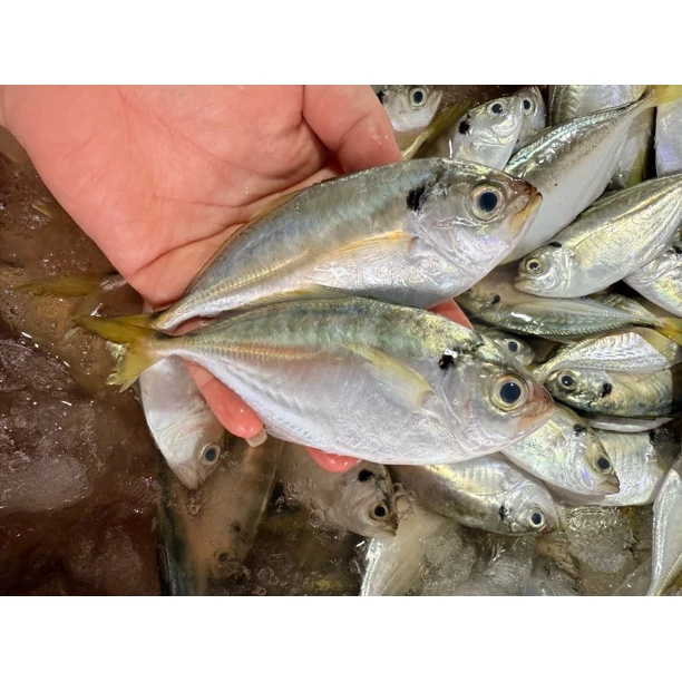 新鲜海鱼新鲜 黄尾虾池鱼 海鱼