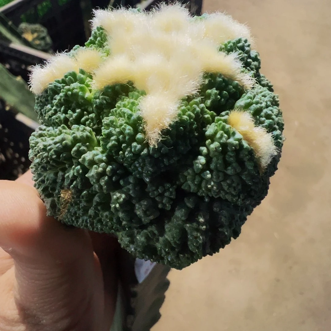 哥斯拉牡丹仙人球790