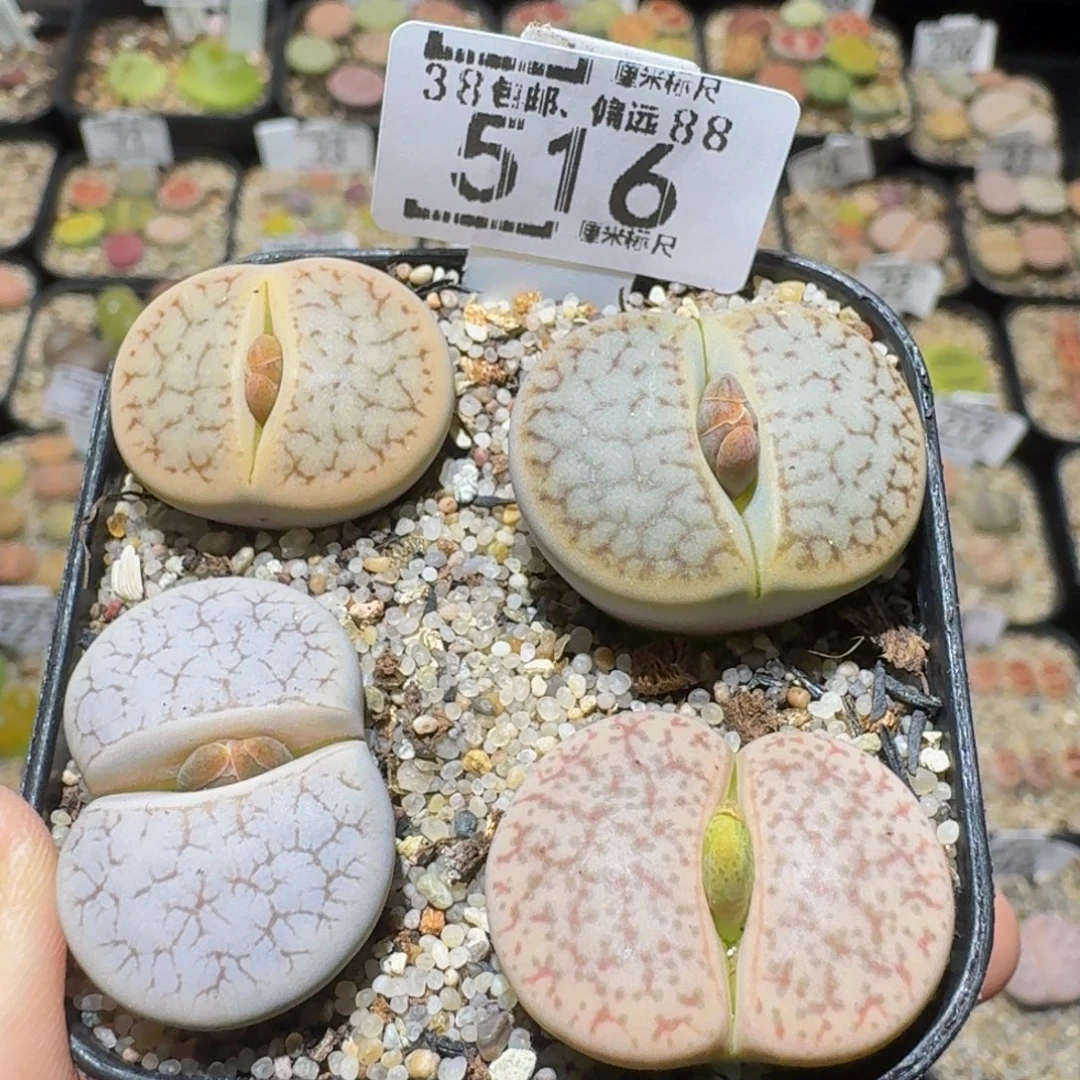 Sssss精品生石花516