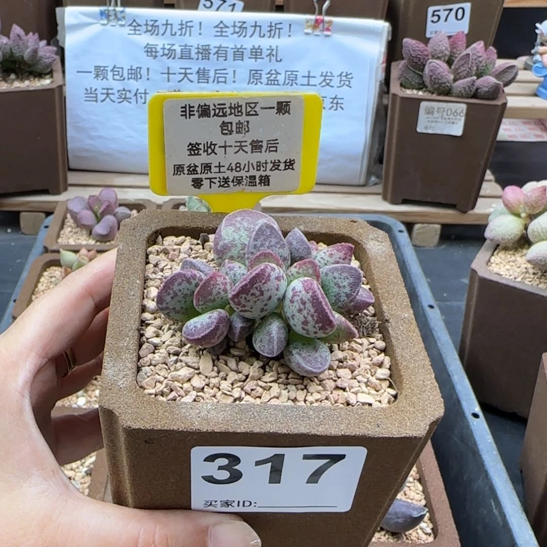 317艾薇多肉植物