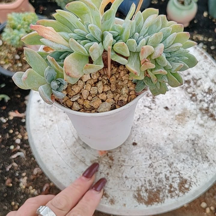 福利福利福利福利星影