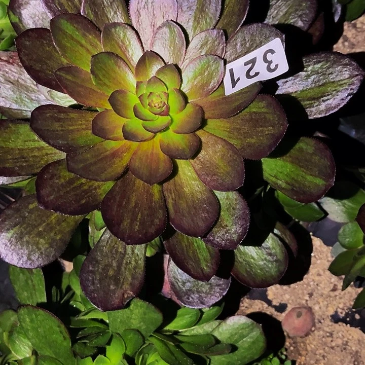 321花月夜多肉植物处理不售后