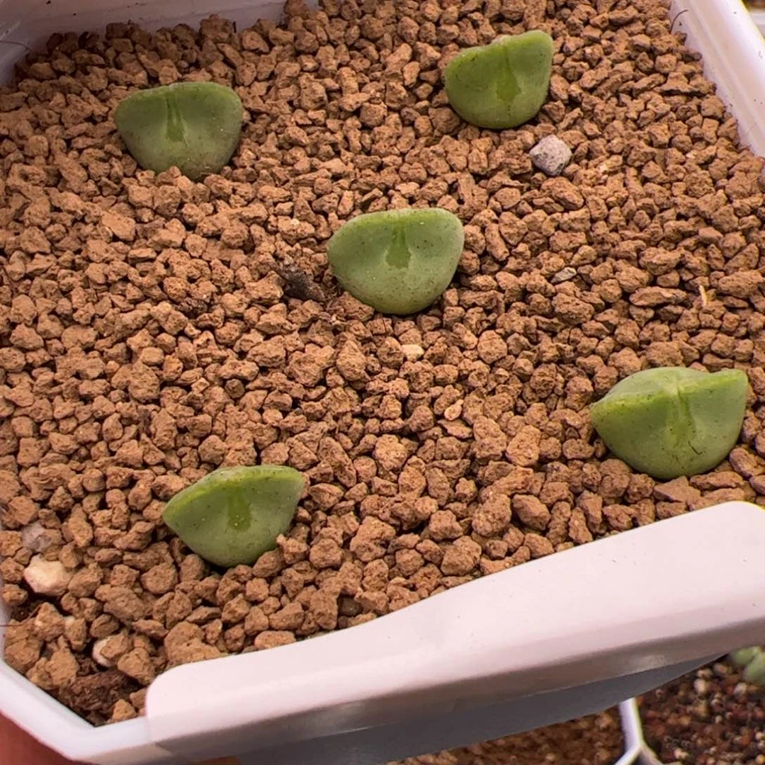 4.19大眼睛多肉植物43