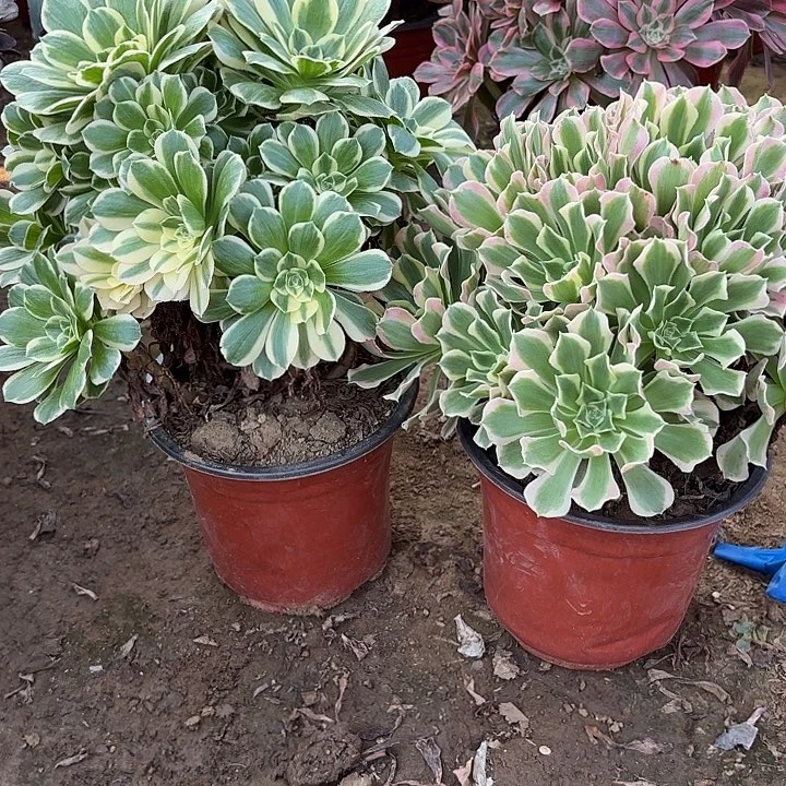 多肉植物法师2颗16