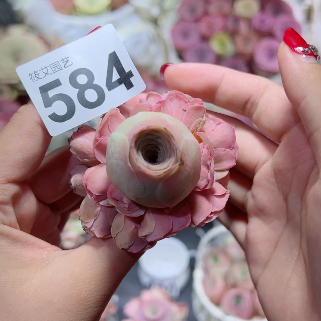 584落樱老桩手捧花。