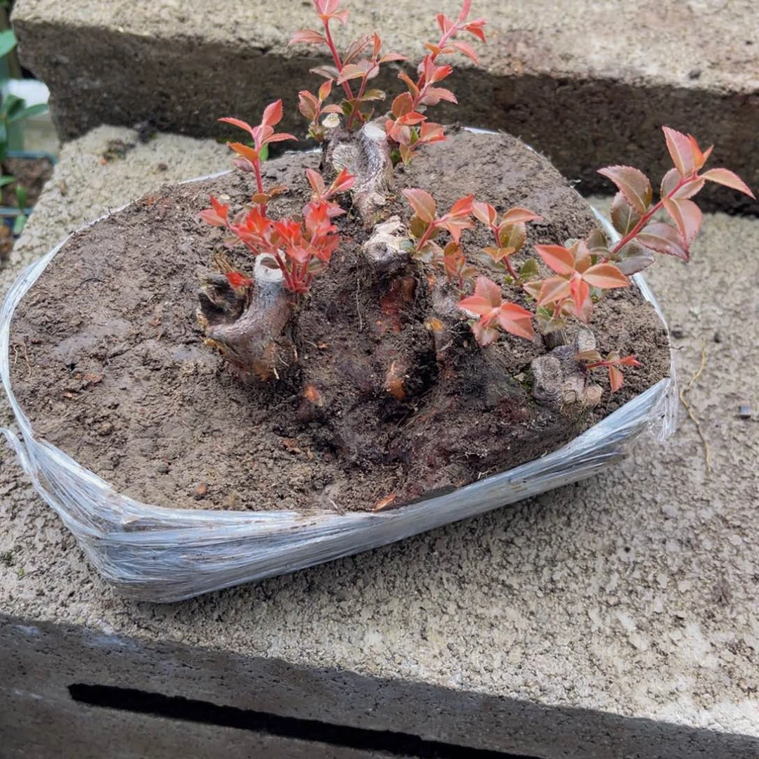 当前无花栽培后可以开花