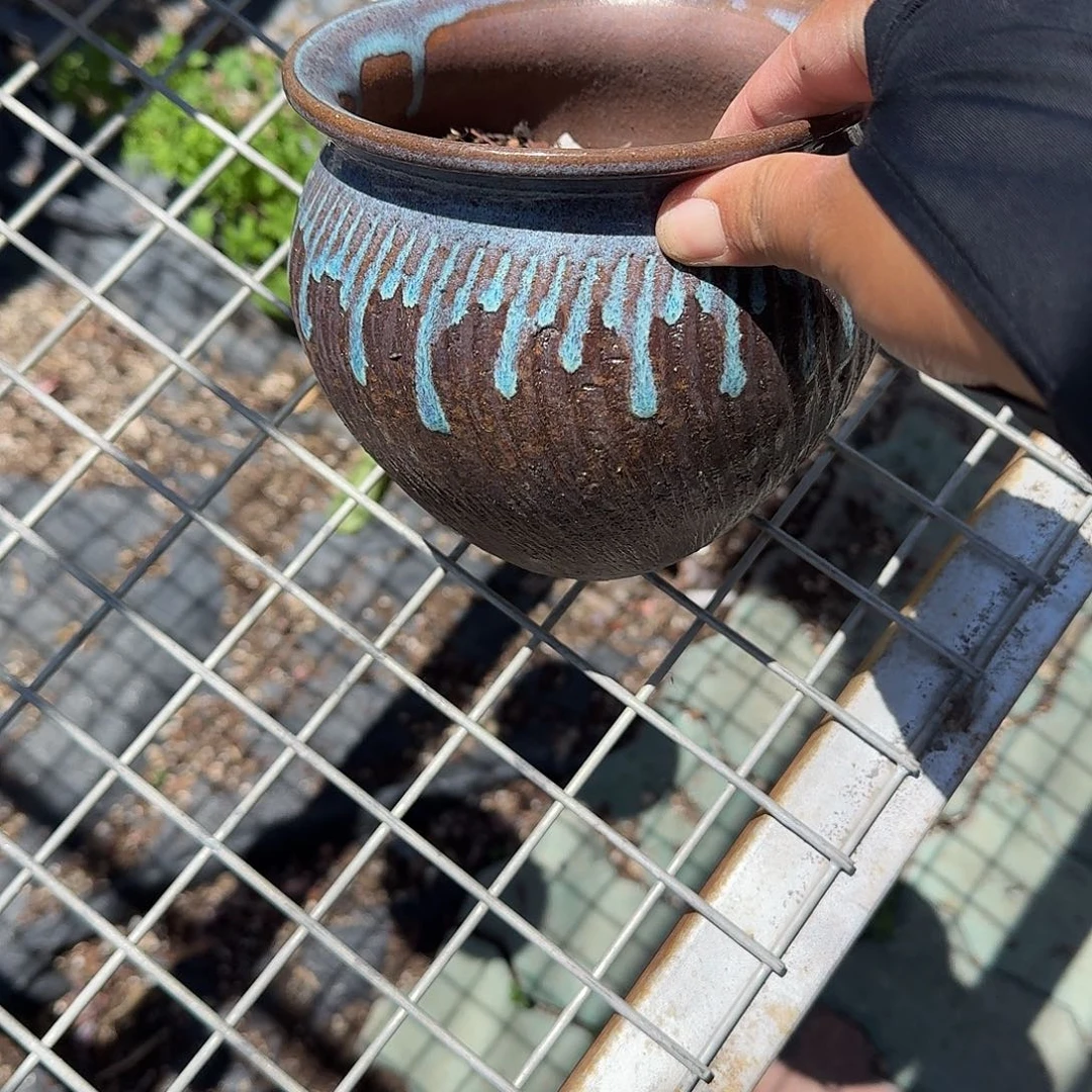 老庄花盆多肉植物