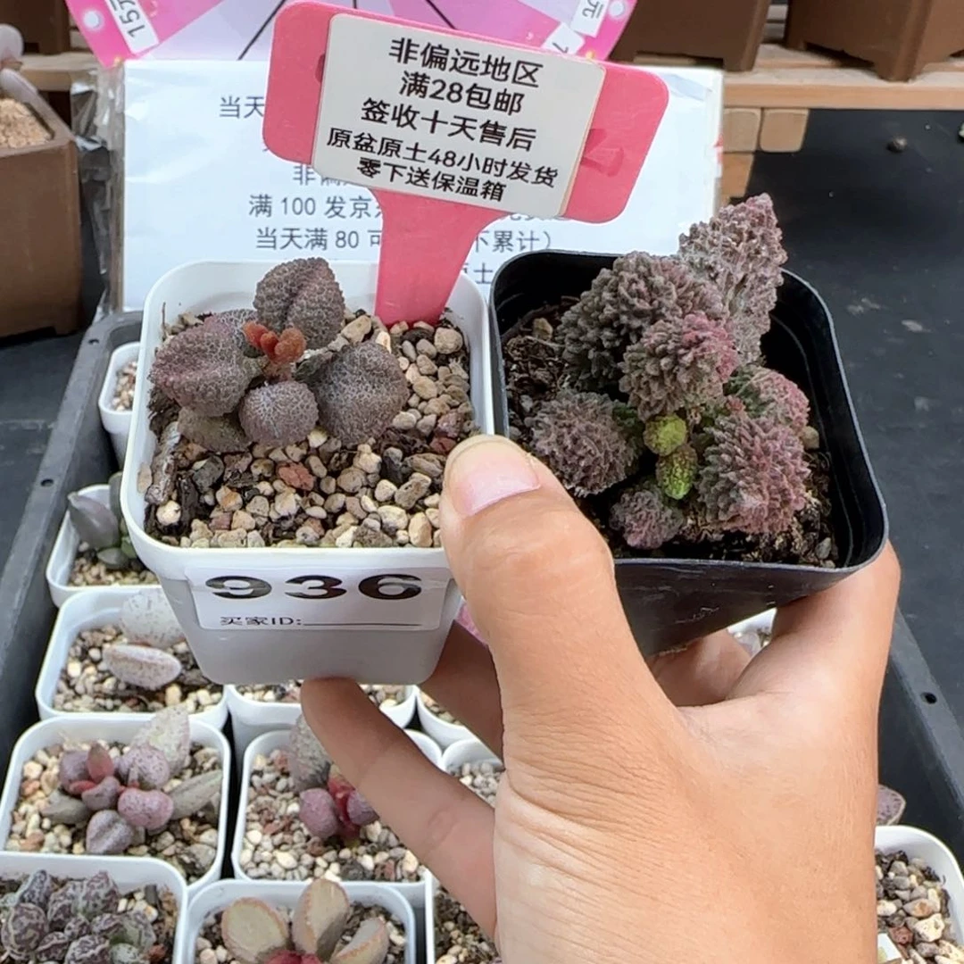 936荔枝皮朱紫玉多肉