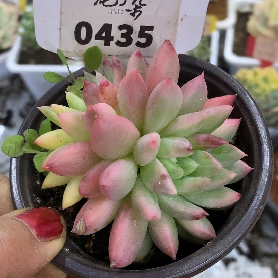 蹦***蹦同435哈哈哈哈哈哈