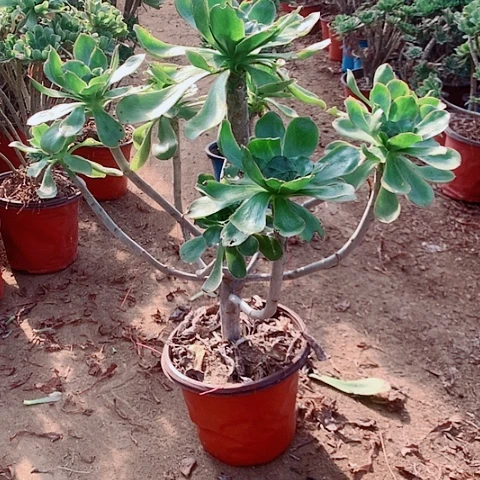 君美丽多肉植物法师13