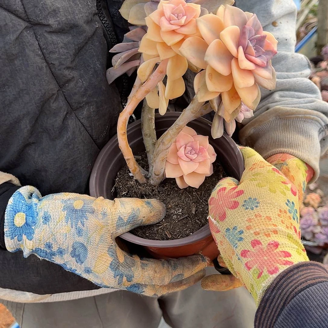 孑****心多肉植物紫乐景C33