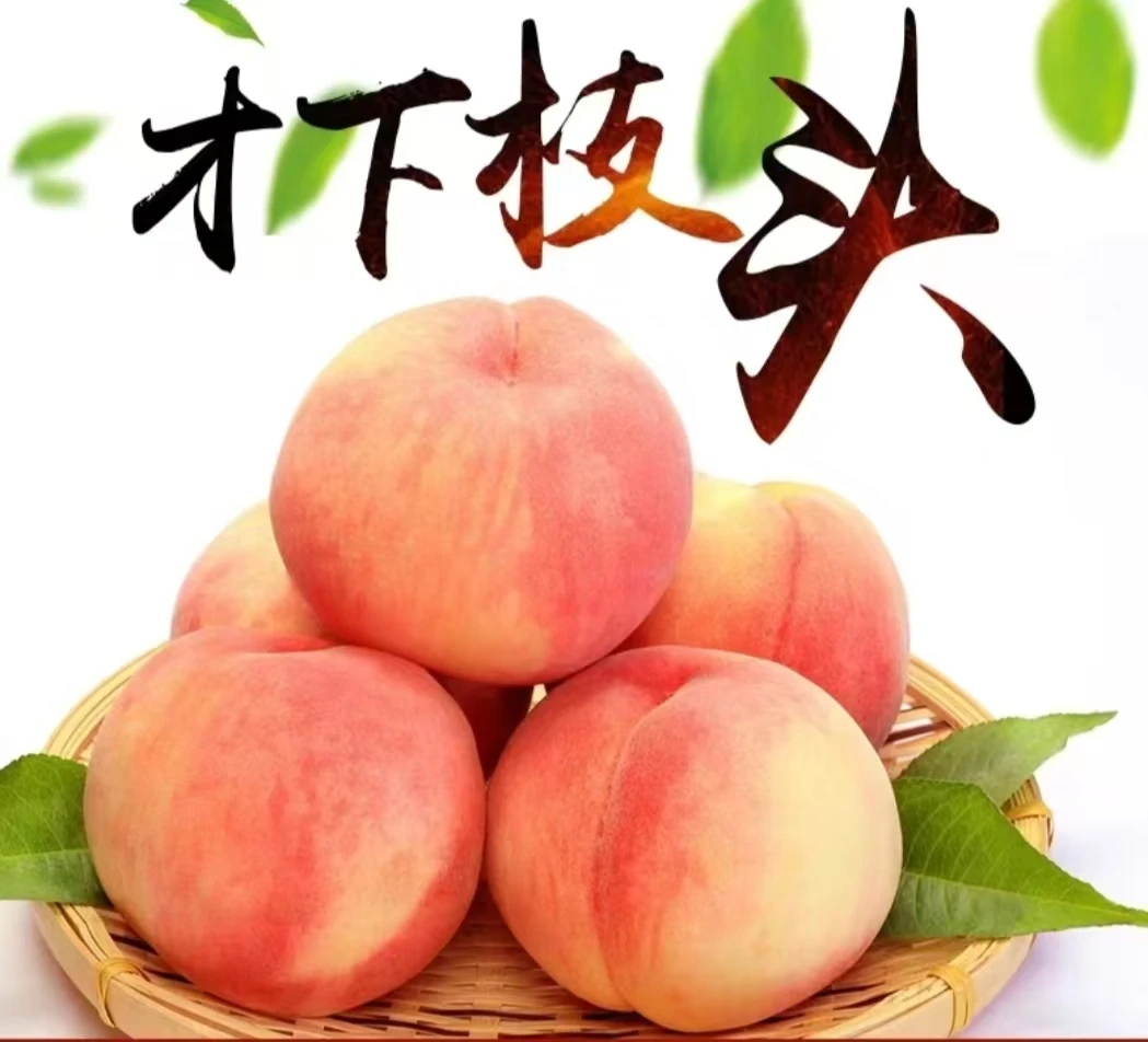 蒙阴蜜桃金葵新鲜现摘鲜甜多汁脆软两吃应季水果