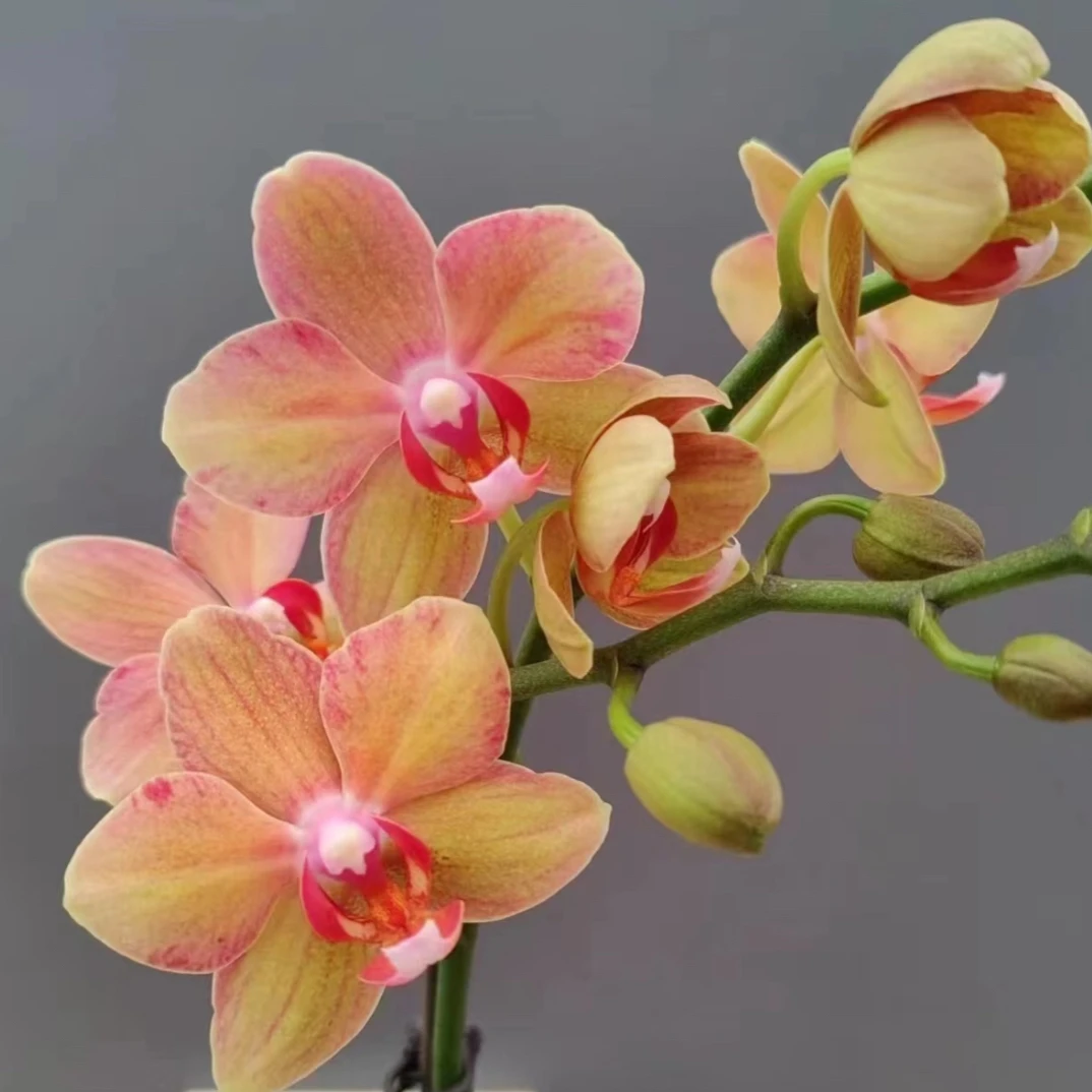 蝴蝶兰 锦鲤带花带花苞