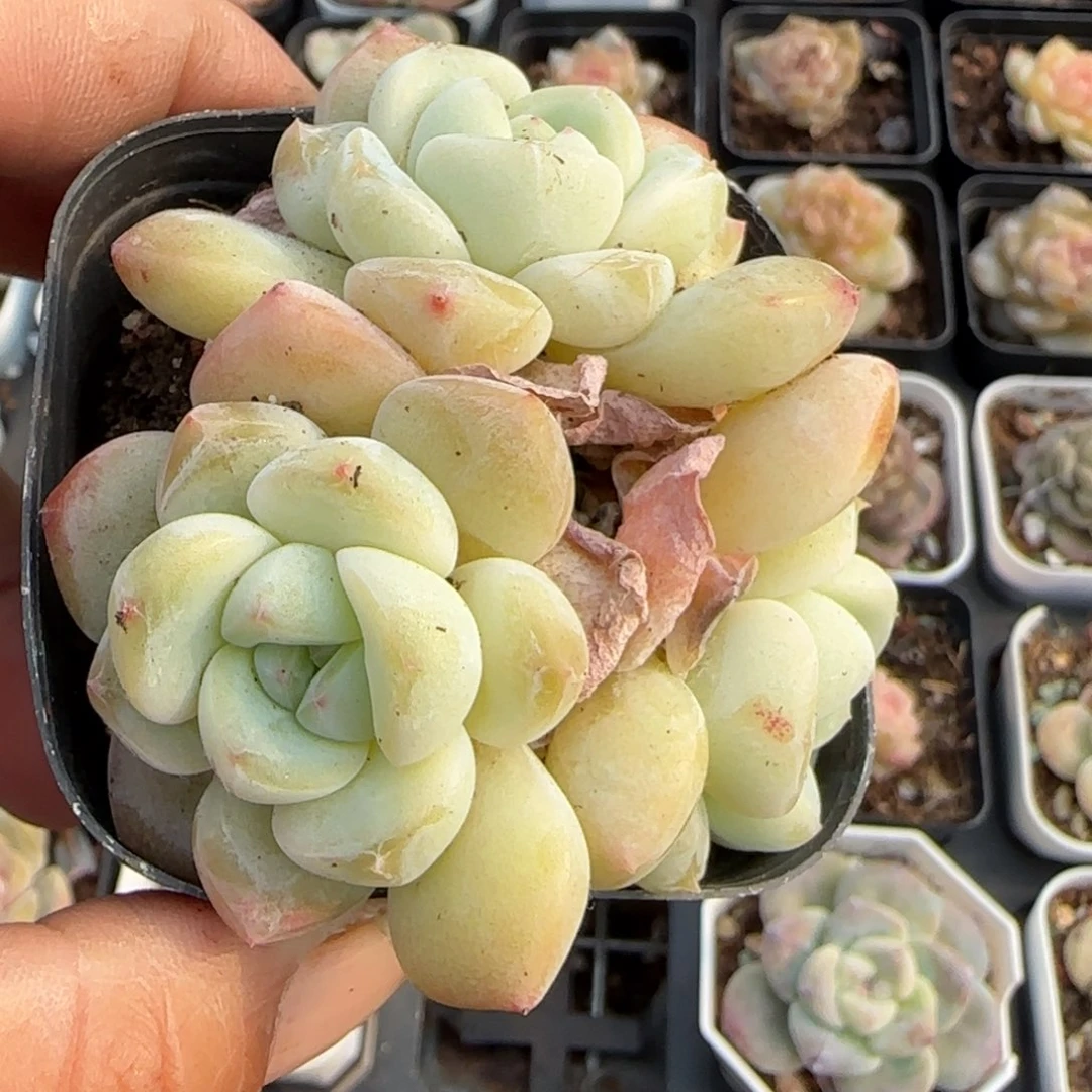 多肉小卡拉米糖心一物一拍