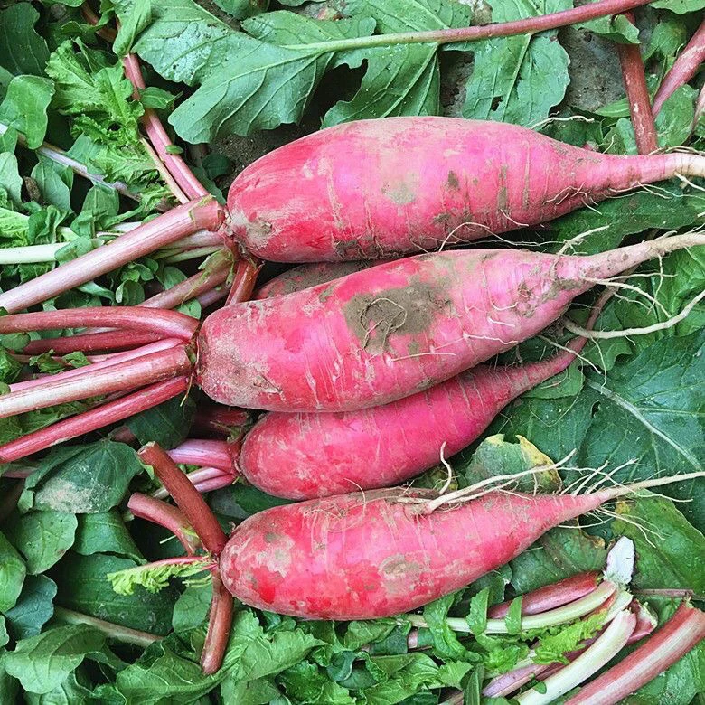 现挖红皮萝卜新鲜带泥萝卜凉拌炖肉泡菜专用净重3斤5斤包邮