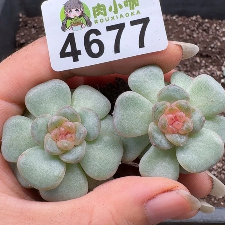 多肉植物多肉植物