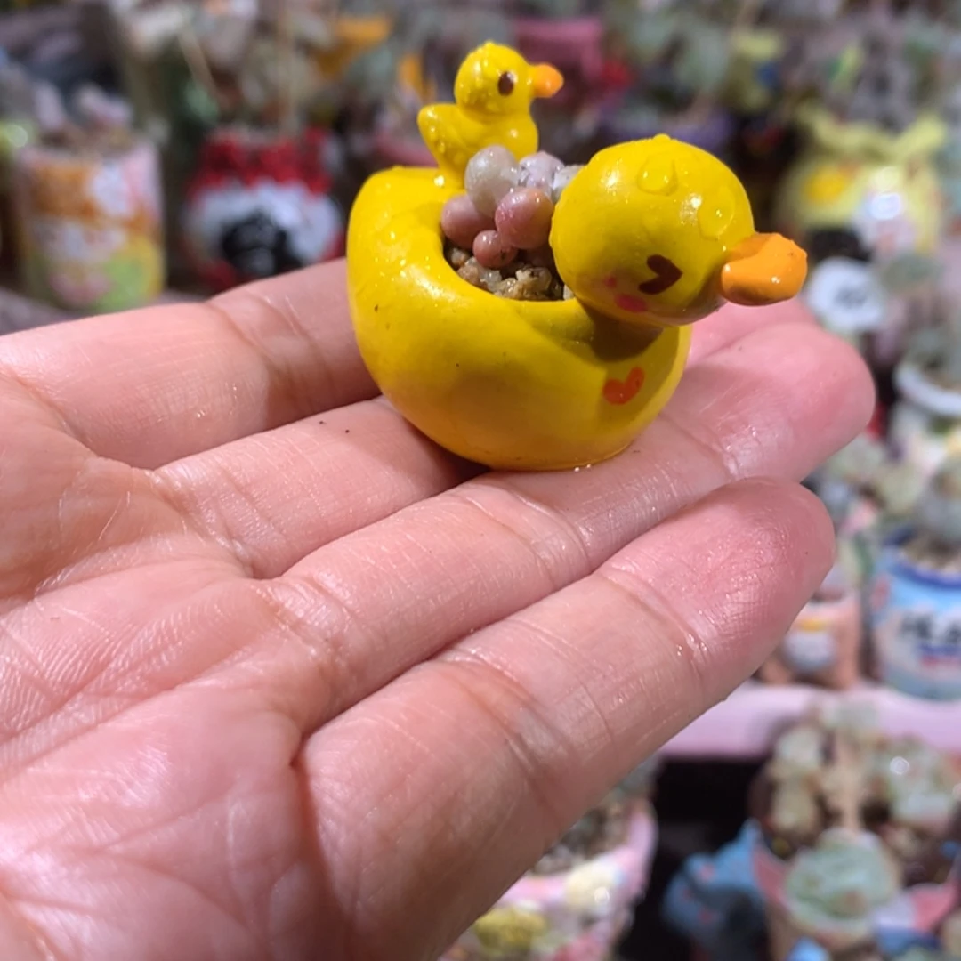 精品韩国奶酪带盆发货