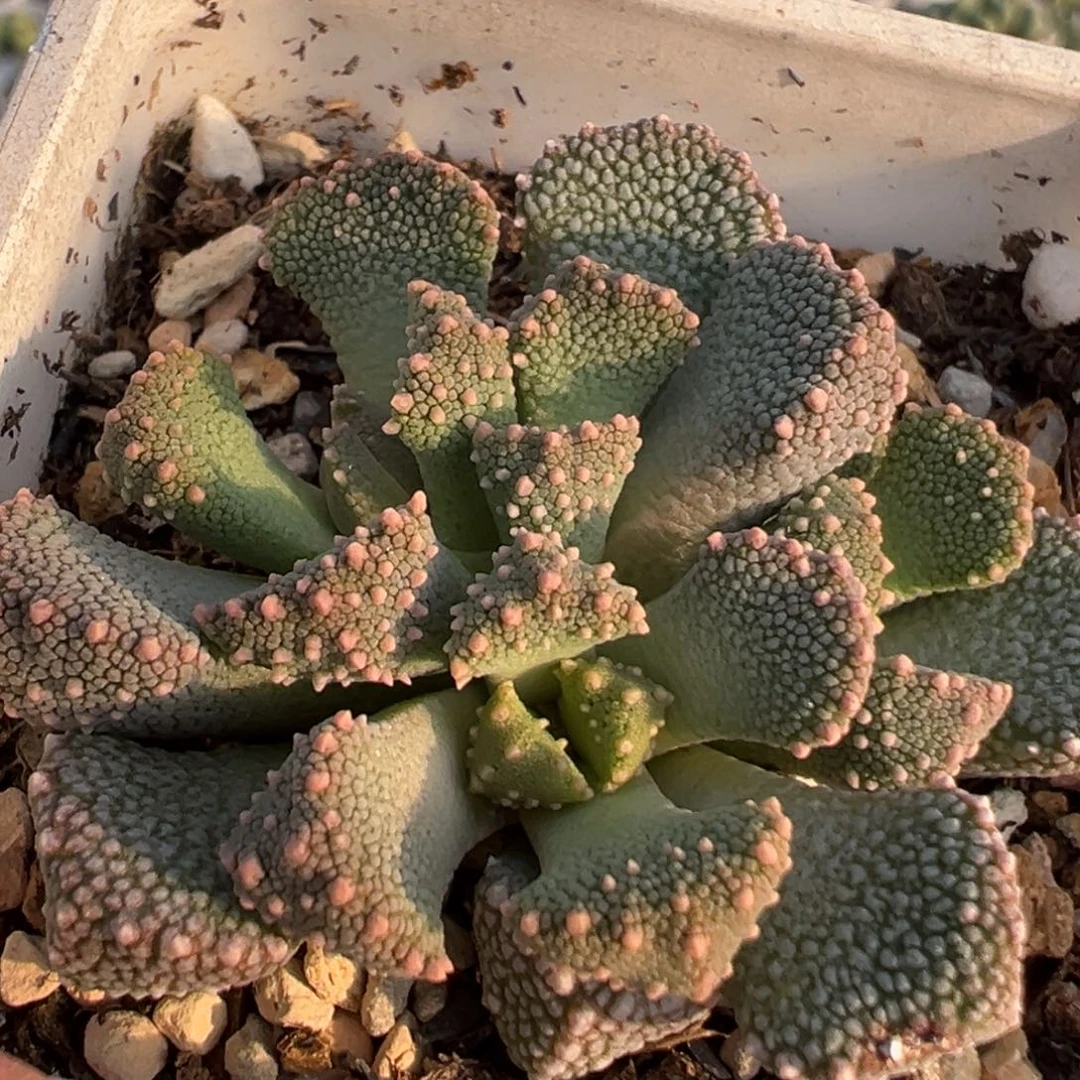 169多肉植物百科知识