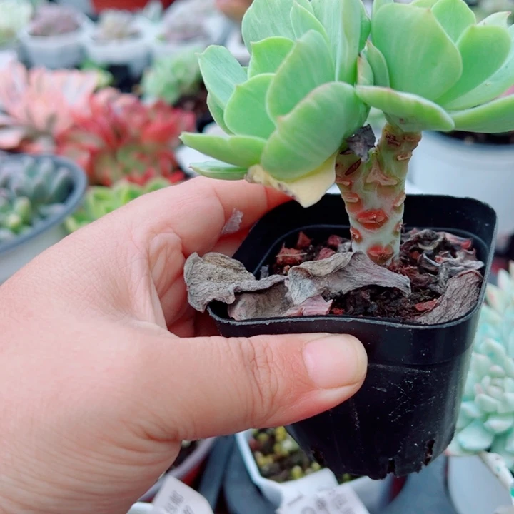 碧桃锦多肉植物老桩