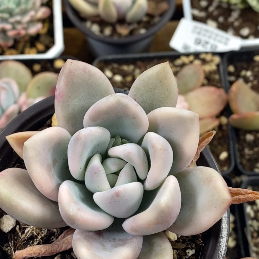 808奥普琳娜锦单头带根