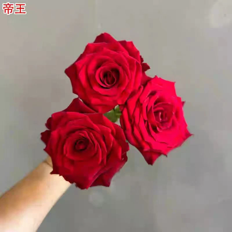 新品帝王月季灌木大花高杯直立庭院阳台盆栽多季开花切花玫瑰