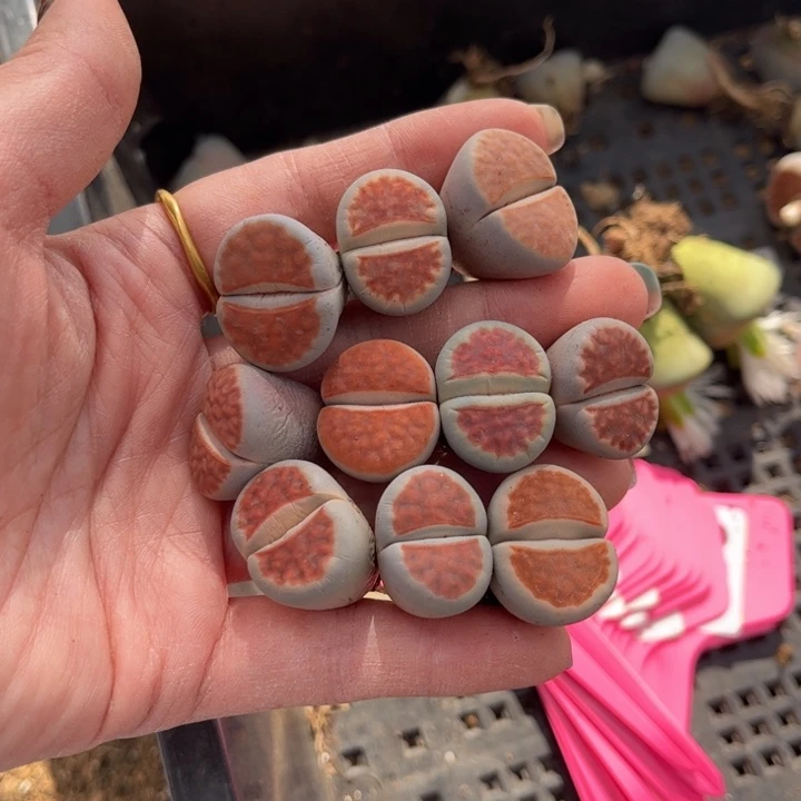 十颗红窗888888888