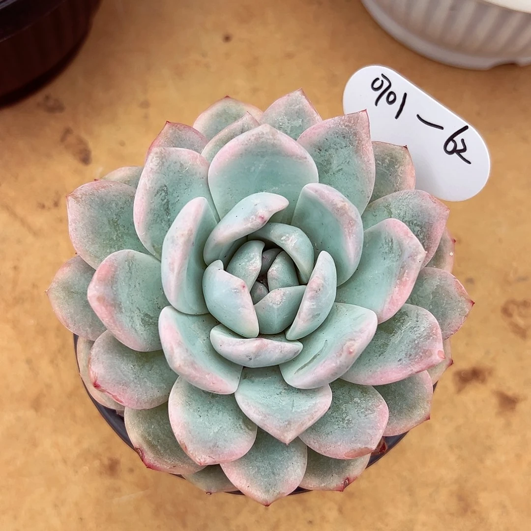 0701-62梦露锦。。。。