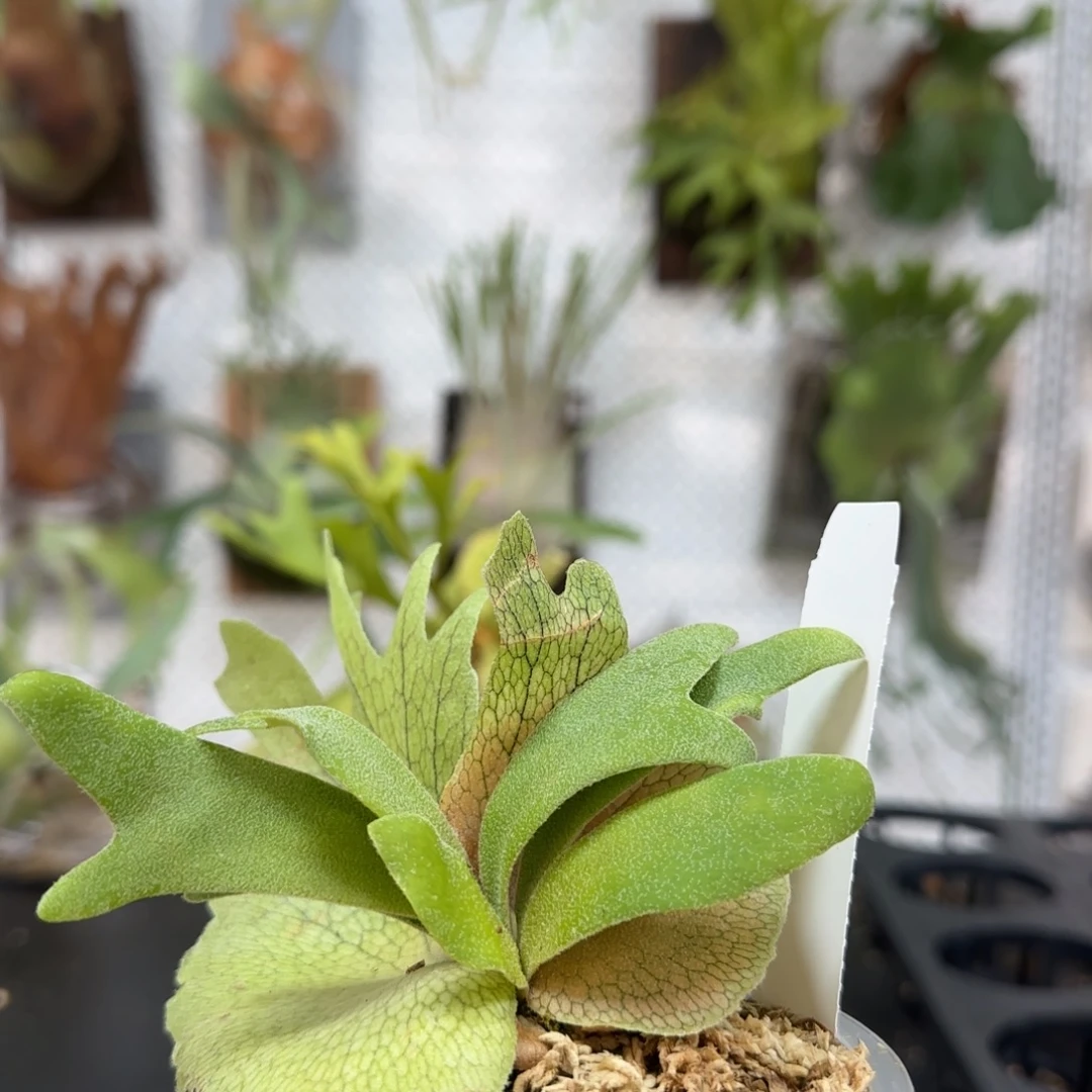 爪哇v鹿角蕨孢子苗