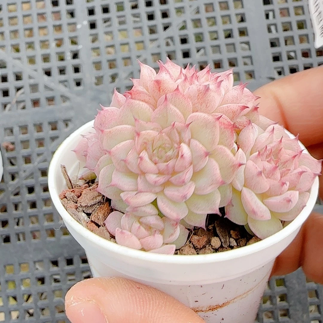 五***膘1218-19（xx-69）优选