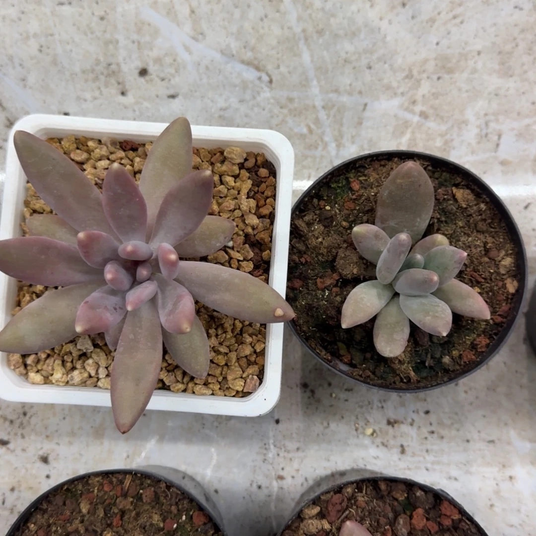 粒子星球 叶插 一物一拍
