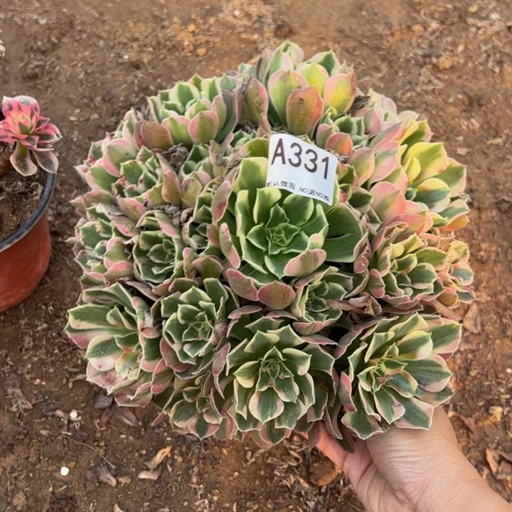 女郎多肉植物331.