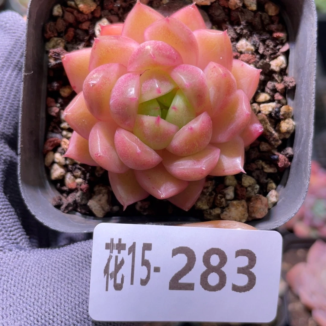 花利美15-283麦秆