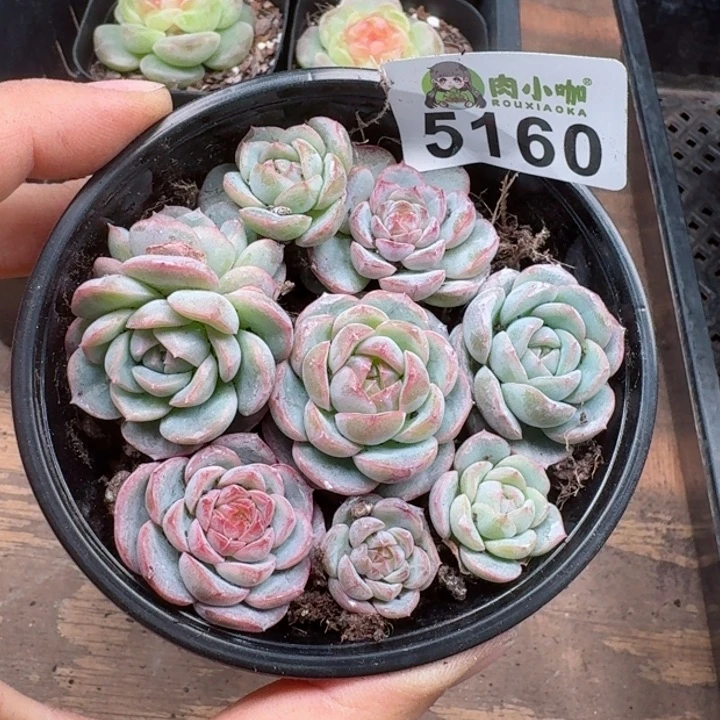 多肉植物多肉植物