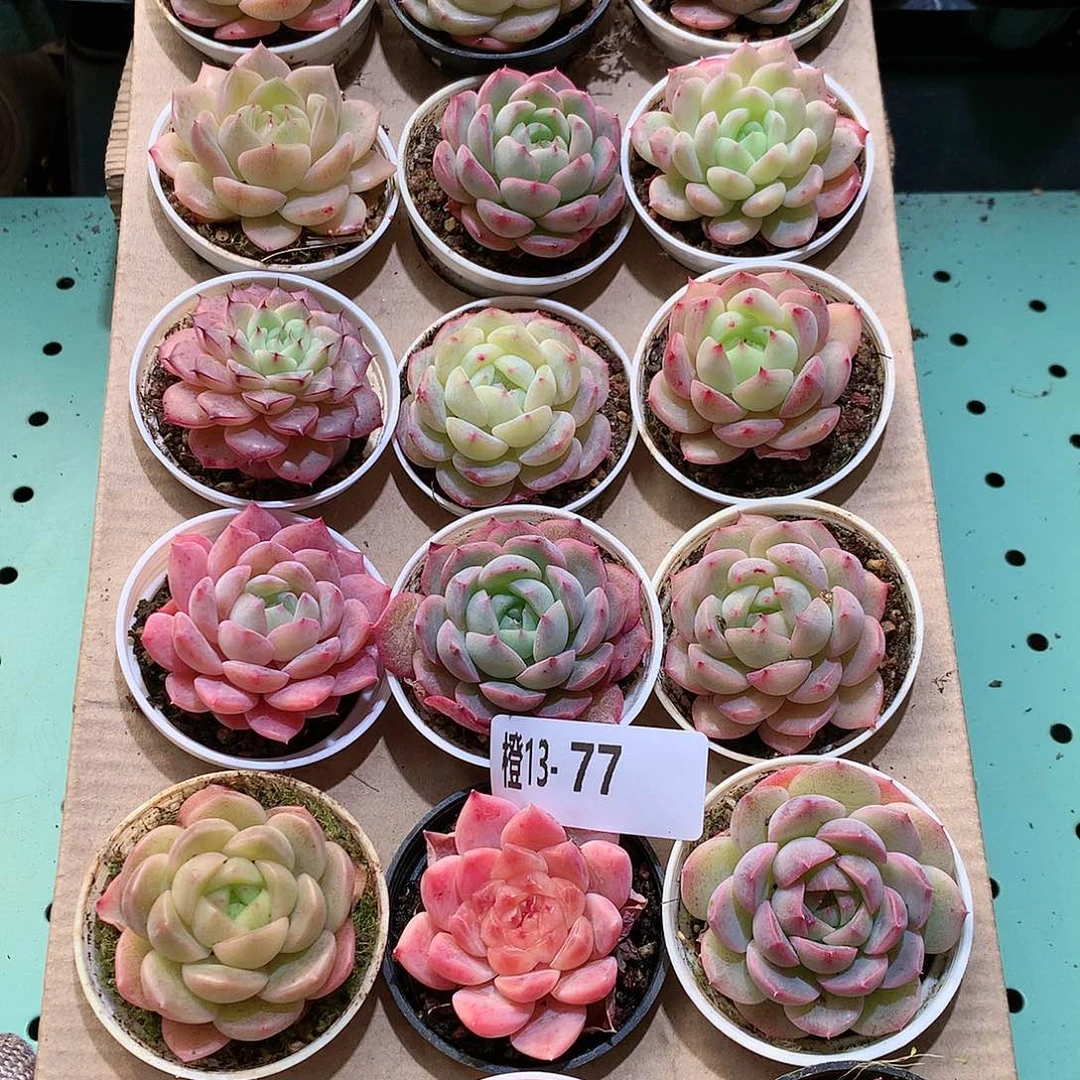 13-77一物一拍带盆18颗。