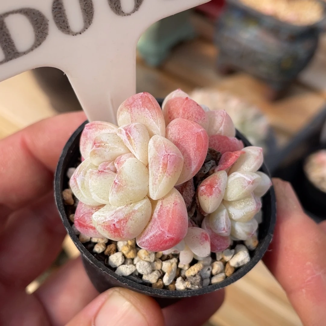 大*008冰玉不带盆啦啦啦