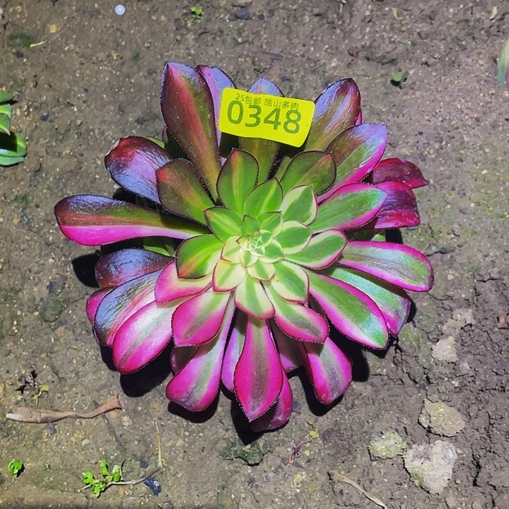 0348爱马仕多肉植物