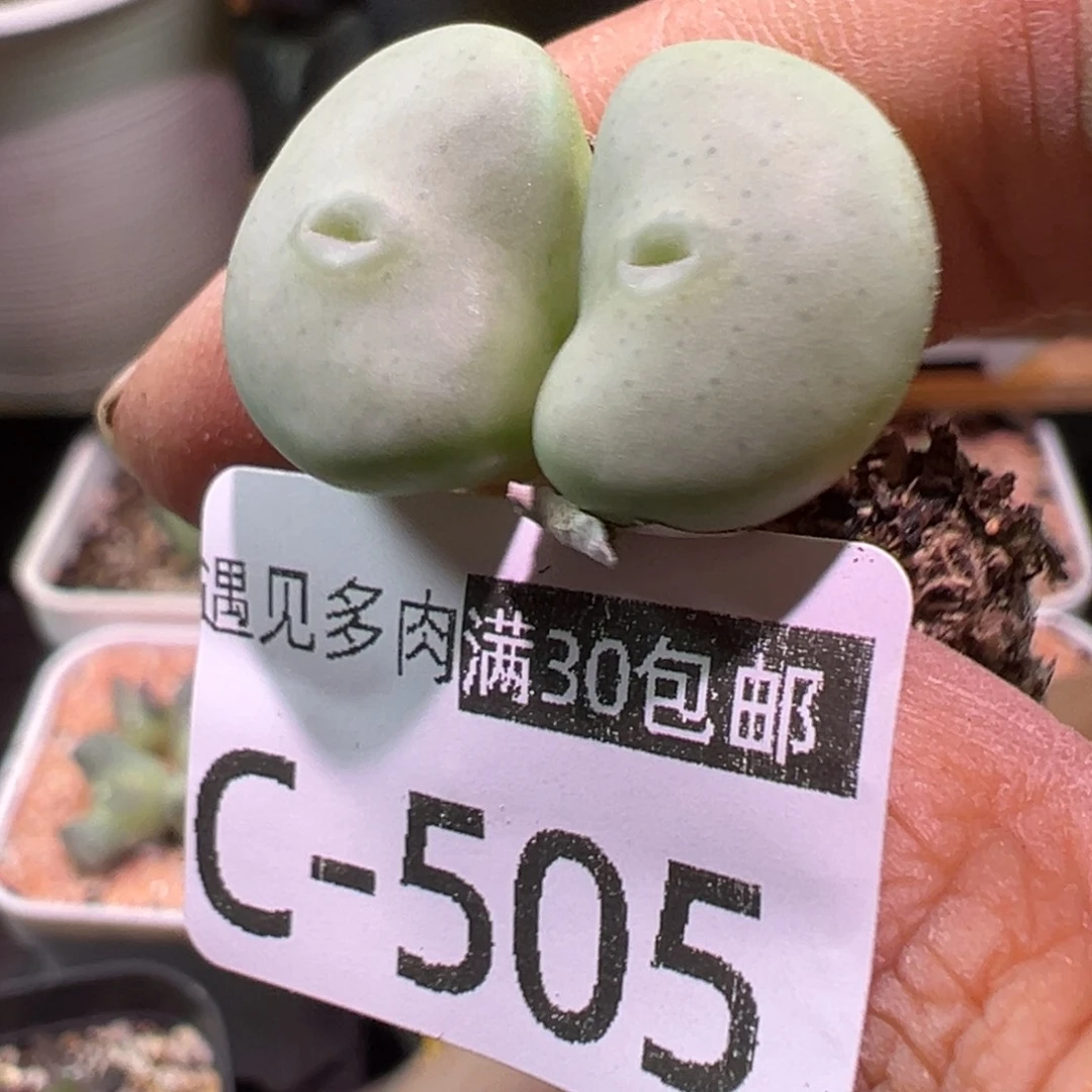 多肉植物11111111111111