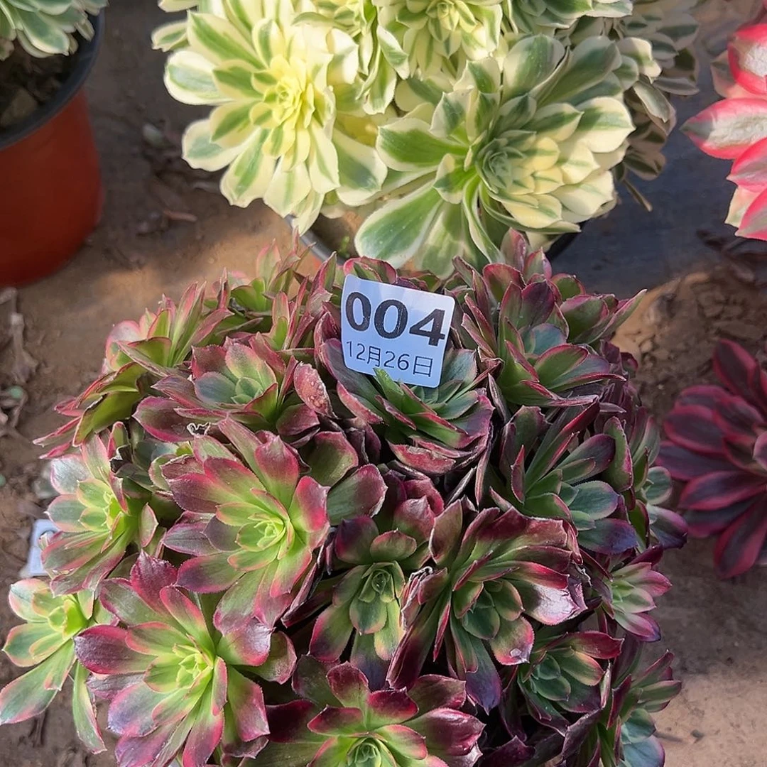 12.26-4两颗多肉植物