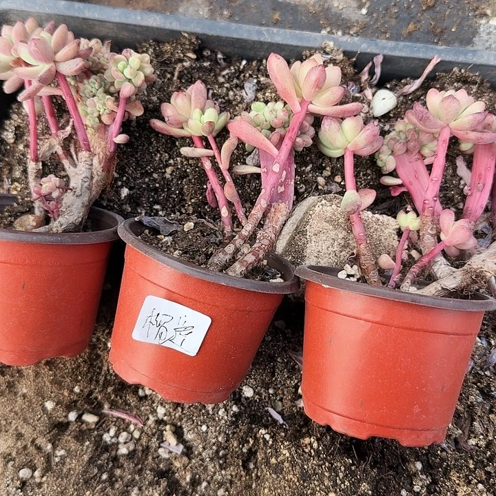 不**莲多肉植物满20包邮