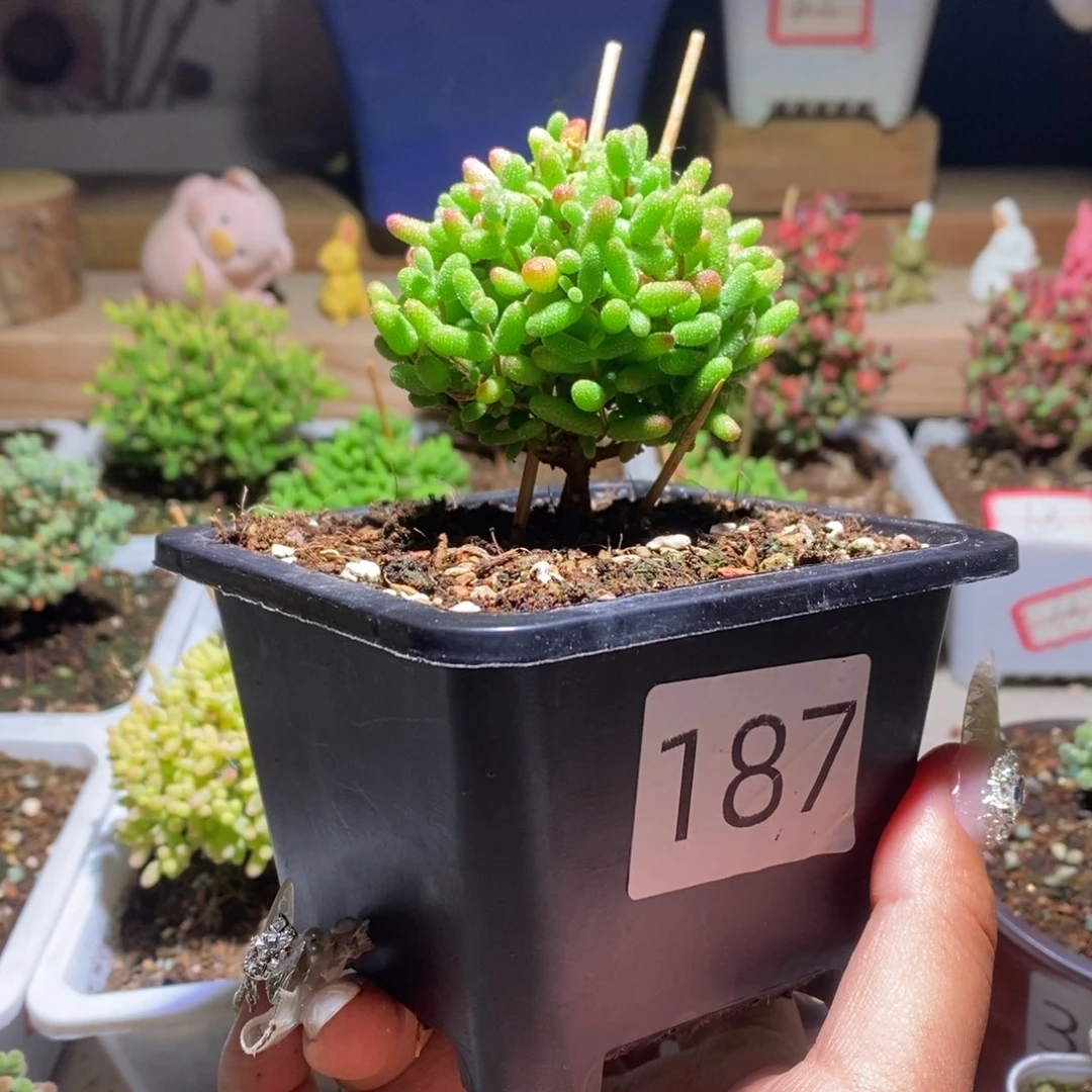 蜜橘带盆土发货一物一拍