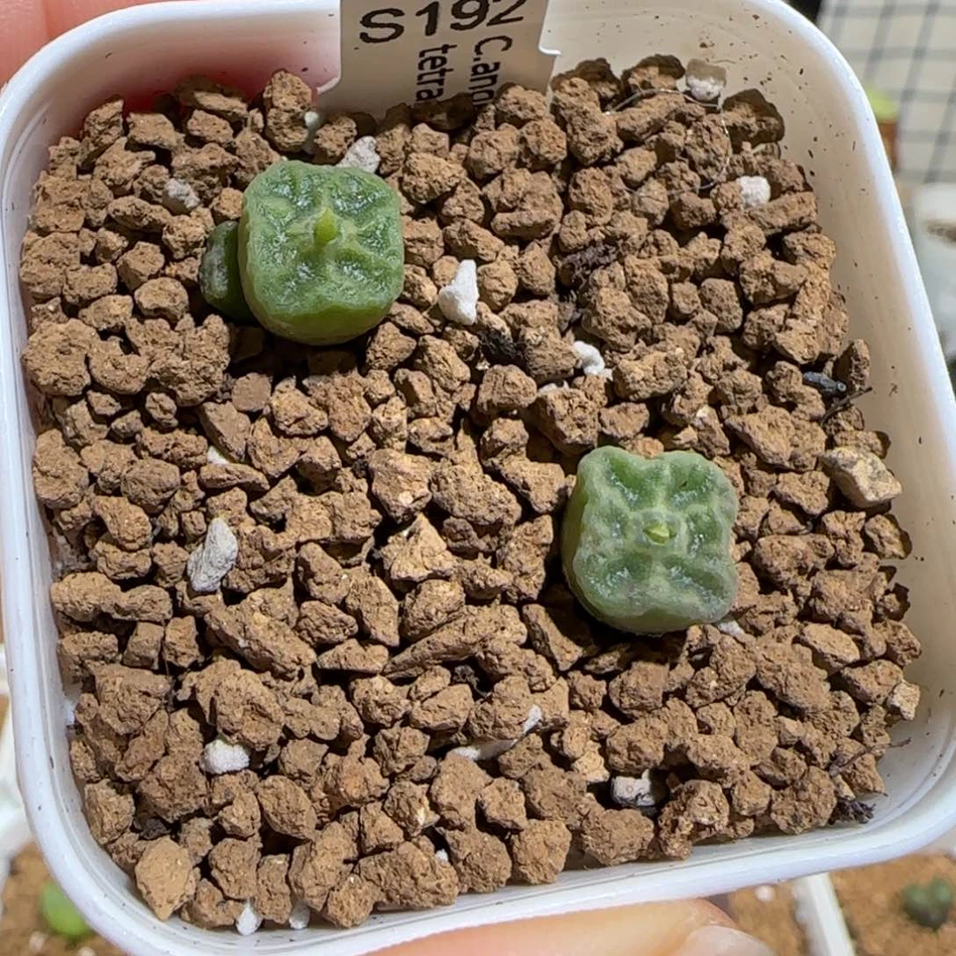 肉锥多肉植物组合-方烧一盆893